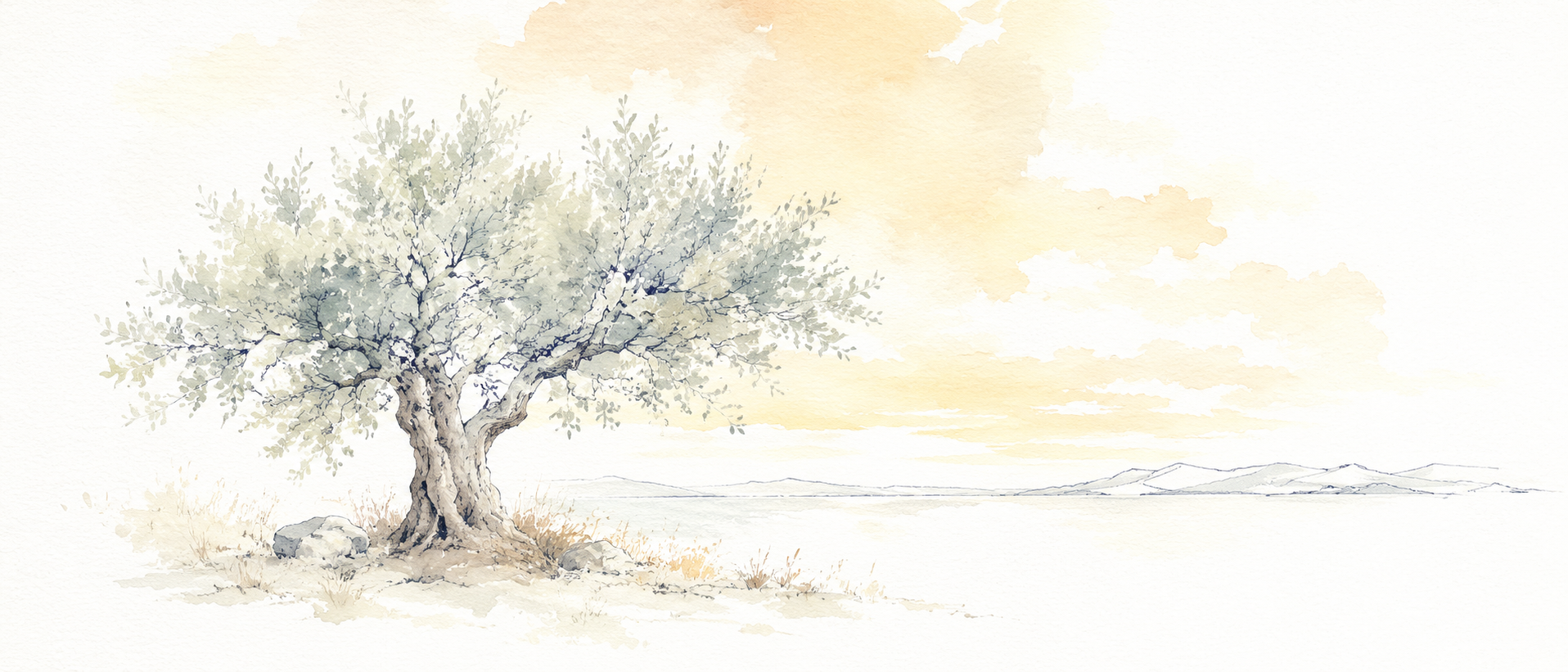 Aquarelle d'un olivier isolé face à la mer, en arrière-plan